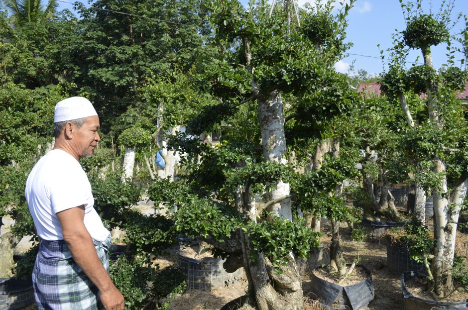 Anim Agro Technology Bonsai Satu Seni