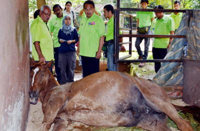 Ketua Menteri Melaka Datuk Seri Mohd Ali Rustam melawat kuda lumba baka 'Thoroughbred' yang ditemui mati di Zoo Melaka dan Safari Malam di Melaka, awal pagi Isnin. -fotoBERNAMA