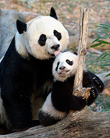 GAMBAR fail menunjukkan Tai Shan ketika bersama ibunya, Mei Xiang di Zoo Negara Smithsonian, Washington selepas dilahirkan pada 16 September lalu. - Foto REUTERS
