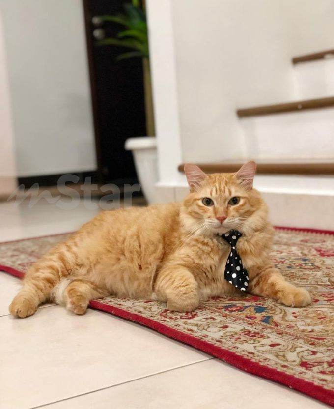 Kucing Tu Nampak Apa Kat Rumah Kosong Tiap Hari Lepak Situ Sampai Satu Keluarga Kena Pujuk Oren Manja Marah Sebab Suruh Balik Viral Mstar