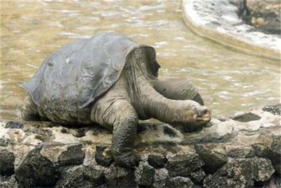 Kura-kura gergasi Galapagos terkenal, Lonesome George.